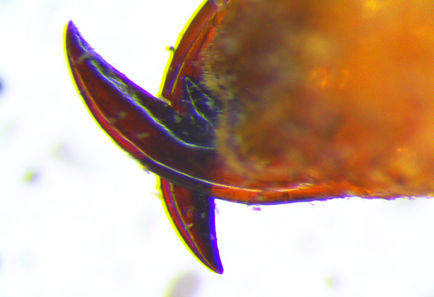 Click for next image... Slideshow image