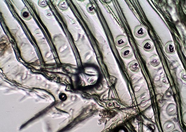 Click for next image... Slideshow image